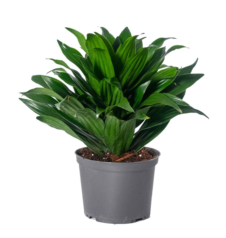 دراسنا کامپکت